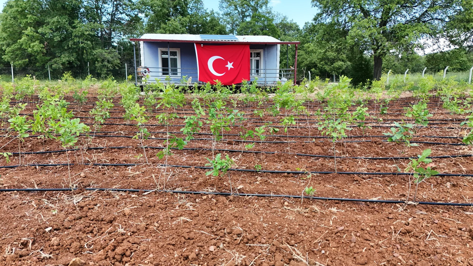 Proje evi, Türk bayrağı ve fidan sıraları