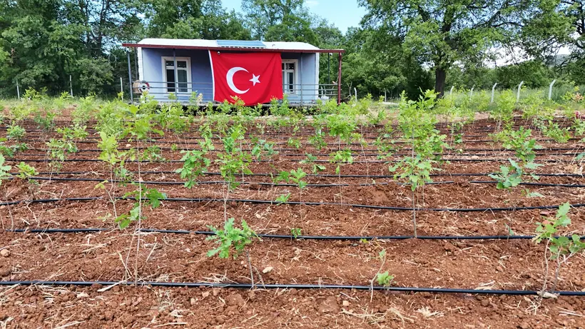 Damla sulama hatları ve genç fidanlar