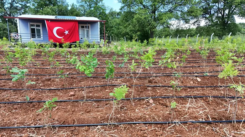 Fidanlar ve proje evi yakın plan