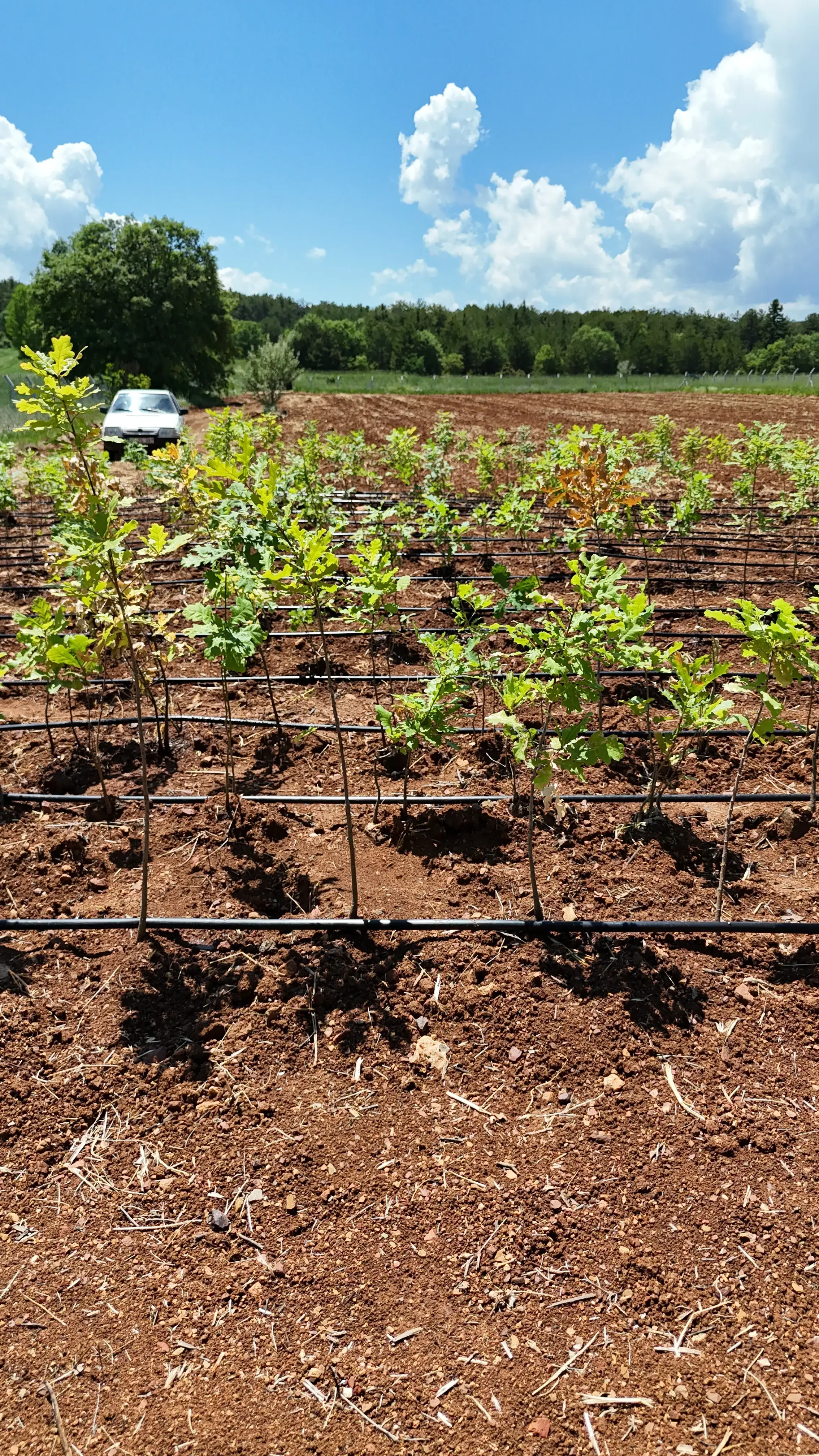 Sena & Enes Hatıra Fidanı #83 - Sena ♥ Enes hatıra fidanı