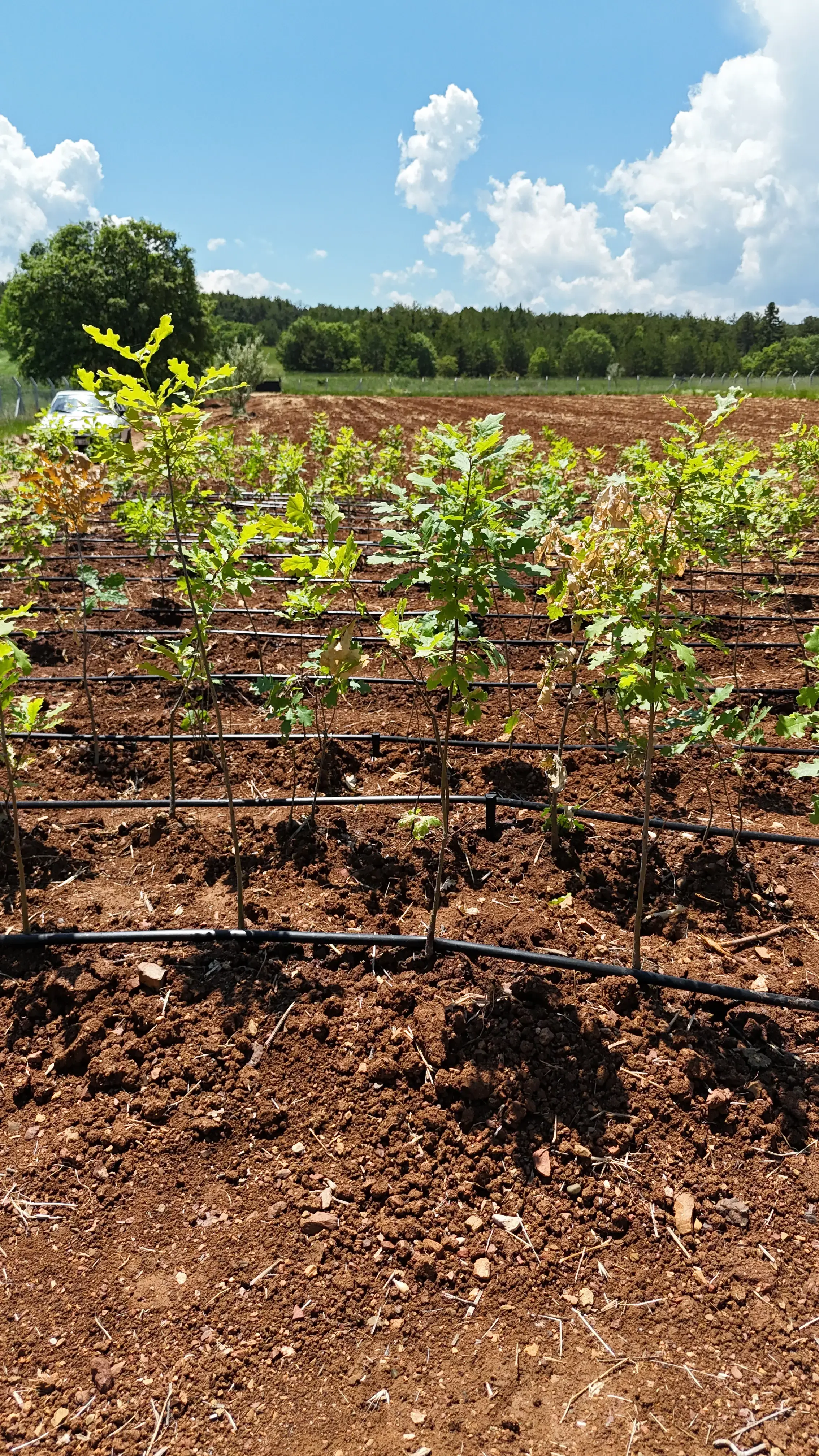 Sena & Enes Hatıra Fidanı #88 - Sena ♥ Enes hatıra fidanı